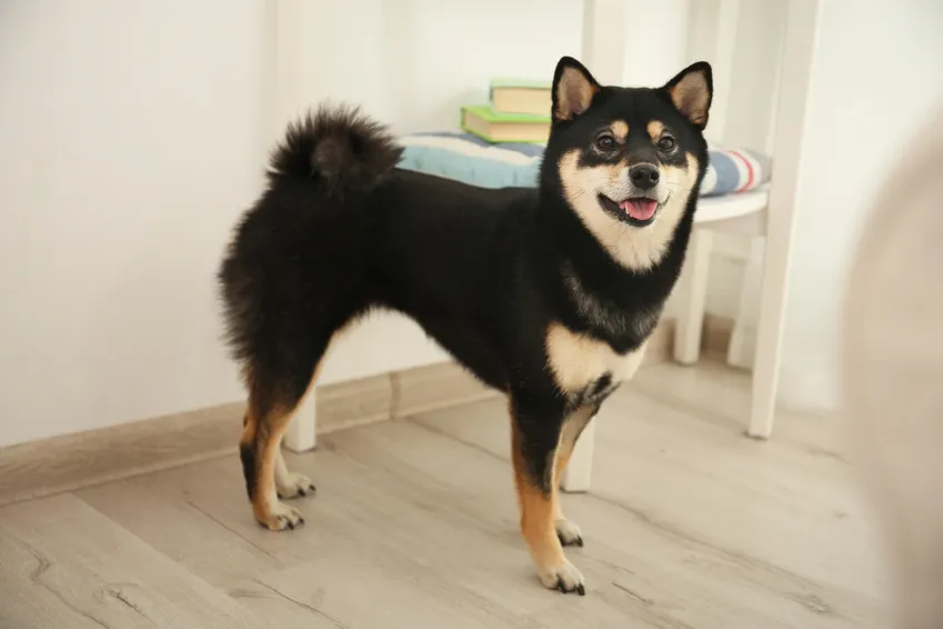 Černý šibin inu stojí v interiéru na dřevěné podlaze.