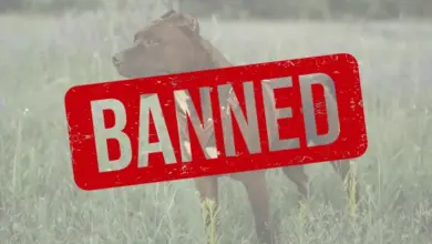Hnědý pes na louce s červeným razítkem zakázáno