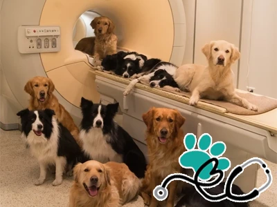 Psi v místnosti s magnetickou rezonancí pro veterinární vyšetření.