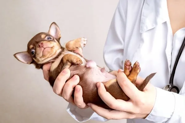 Vet drží štěně na zádech k prohlédnutí pupku.