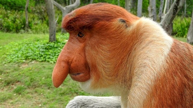 Portrétní fotografie nosatého kaha v jeho přirozeném prostředí.