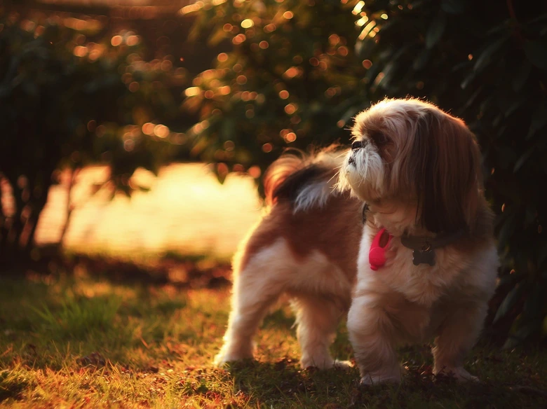 Shih tzu pes stojí na trávě v zahradě při slunečním světle.