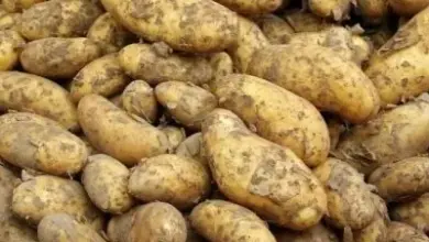 Hromada hnědých brambor s hlínou na kůře