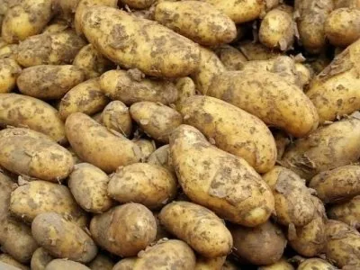 Hromada hnědých brambor s hlínou na kůře