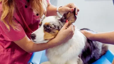 Veterinářka zkoumá ucho psa v ordinaci.