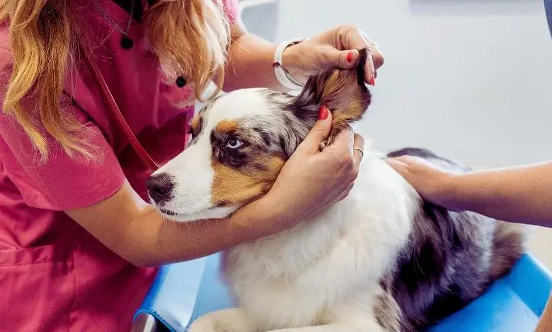 Veterinářka zkoumá ucho psa v ordinaci.