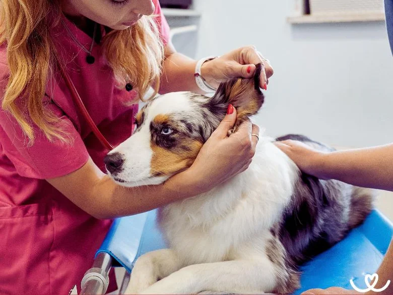 Veterinářka zkoumá ucho psa v ordinaci.