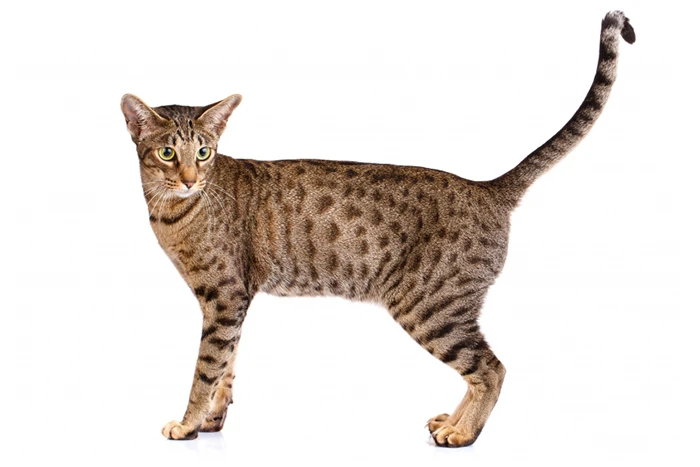 Ocicat kočka v plné velikosti na bílém pozadí.