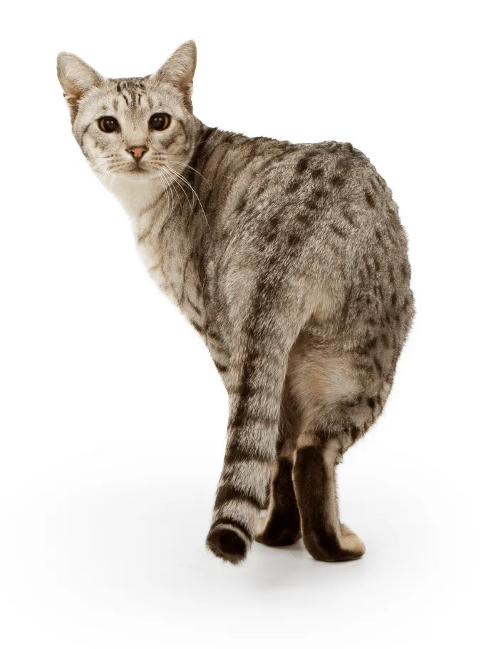 Ocicat kočka stojí na bílém pozadí a podívá se zpět.