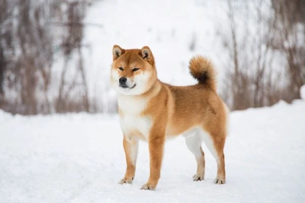 Shiba Inu štěně stojí na sněhu v zimním prostředí.