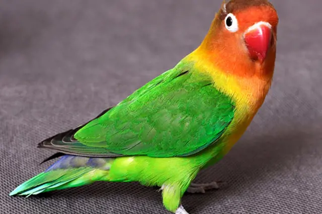 Zelený papoušek lovebird s červeným obličejem stojí na šedém pozadí.