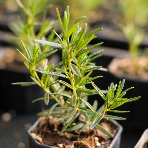 Rosemary plant in pot