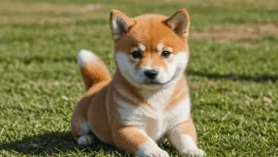 Milející štěně shiba inu sedí na trávníku.