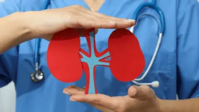 Doctor holding kidney model