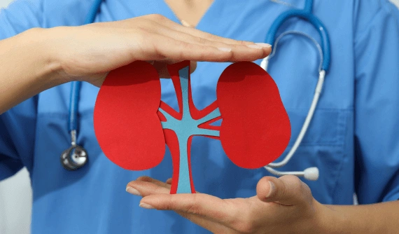 Doctor holding kidney model