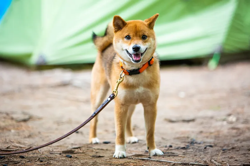 Šťastný shiba inu štěně na vodítku venku před stanem.
