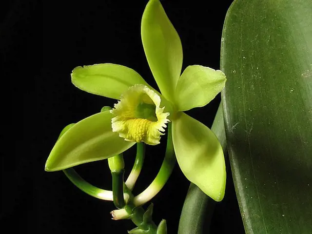 Vanilla orchid flower