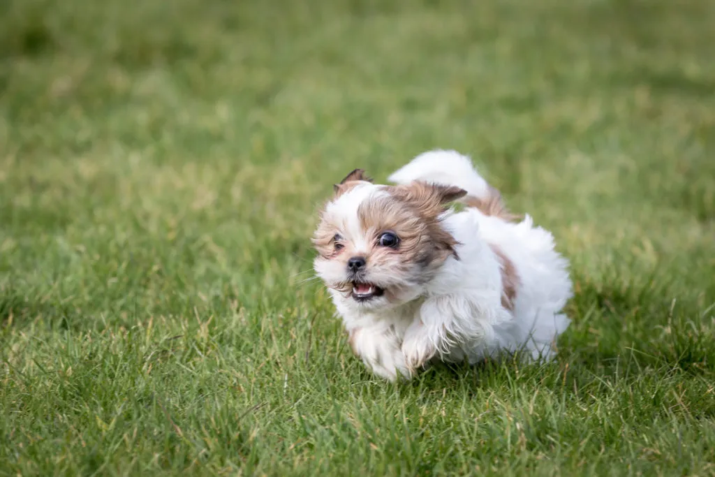 Malý shih tzu štěně běží po zelené trávě.