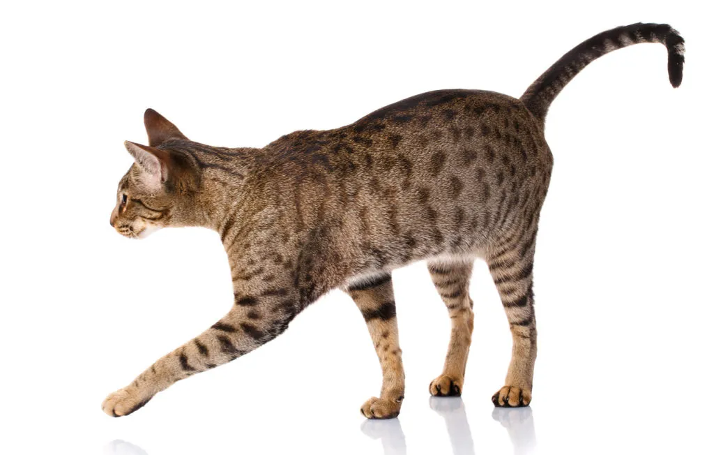 Ocicat kočka v plném profilu při chůzi na bílém pozadí.