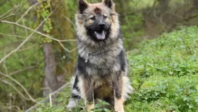Eurasier pes sedí na trávě v přírodě