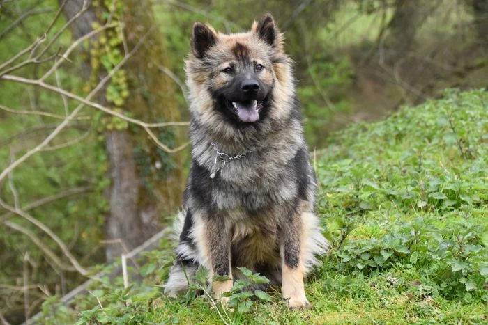 Eurasier pes sedí na trávě v přírodě