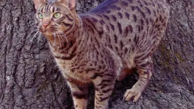 Ocicat kočka stojí na kůře stromu s výraznou skvrnitou srstí.