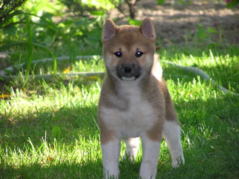 Malé štěně shiba inu stojí na trávníku venku.
