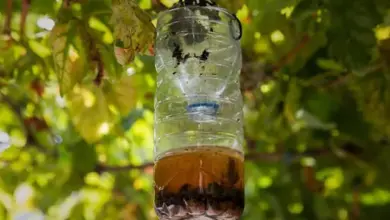 Plastová lahvička s návnadou pro chytání komárů na zahradě.