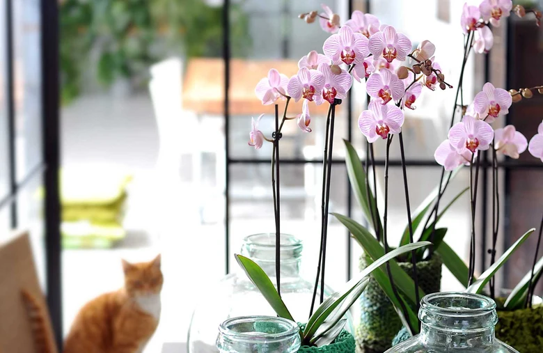 Růžové orchideje rostoucí ve skleněných vázách u okna.