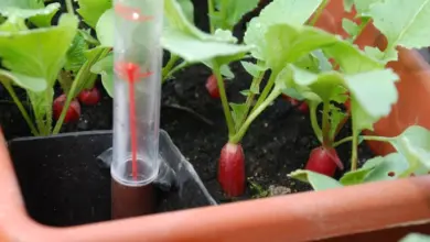Ředkvičky rostou v květináči s měřičem vlhkosti půdy.