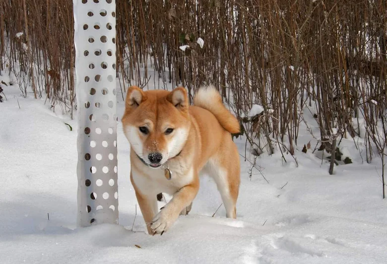 Shiba Inu štěně stojí ve sněhu vedle bílého sloupku.