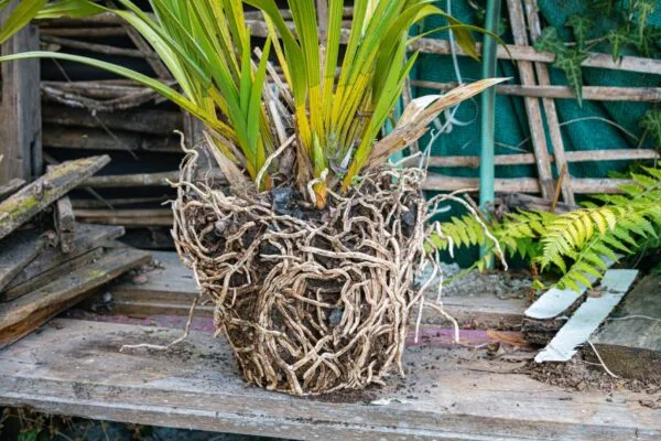 Orchidej cymbidium s odhaleným kořenovým systémem bez hrnce.